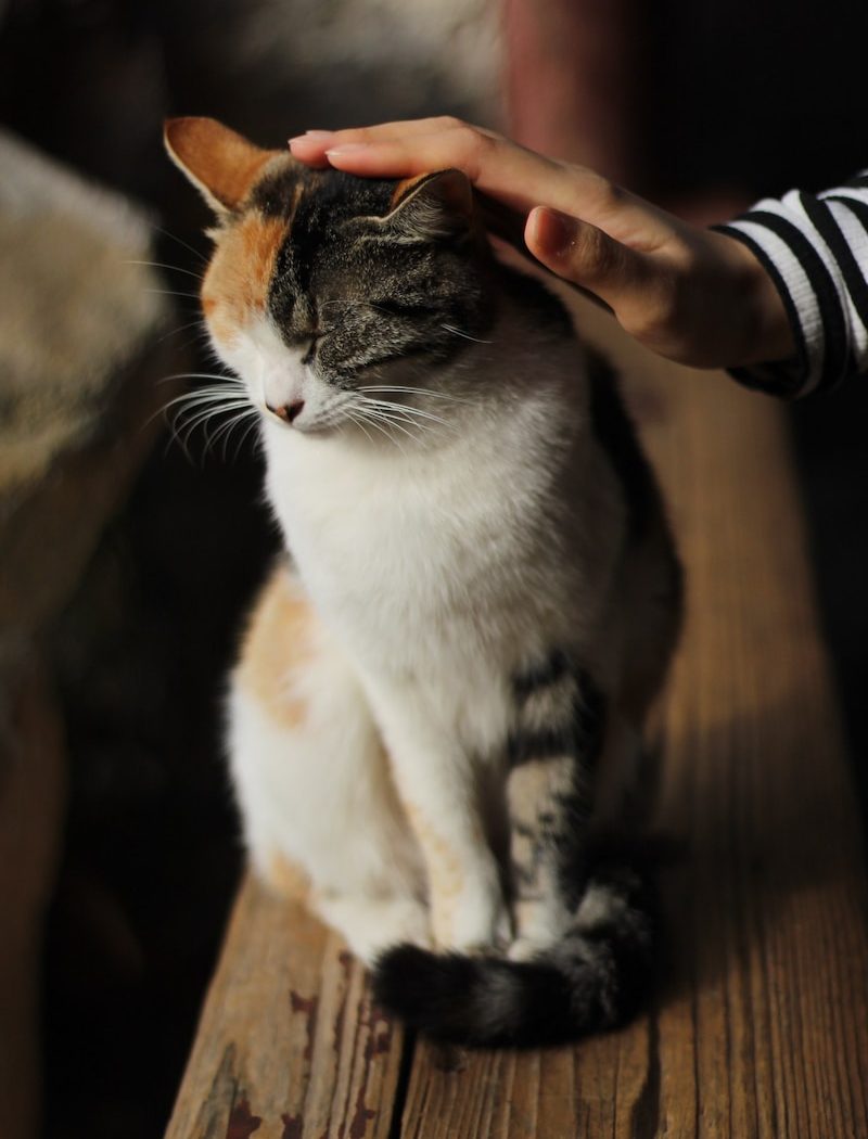 person touching cat's head