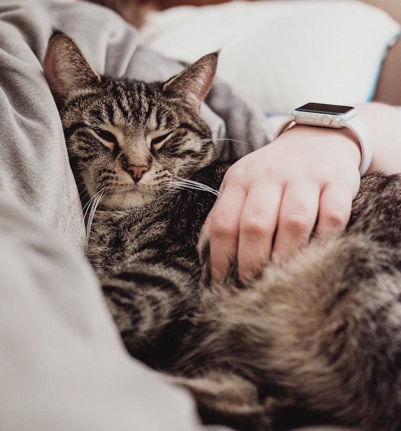 person holding gray tabby cat while lying on bed